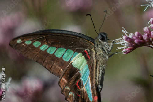 Beautiful Butterfly Closeup
