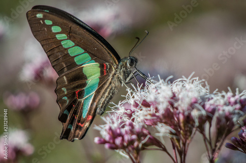 Beautiful Butterfly Closeup