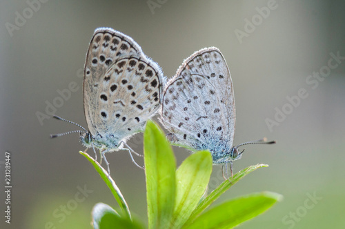 butterflies making love