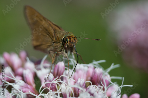 butterfly Brown Closeup