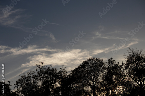 Fototapeta Naklejka Na Ścianę i Meble -  Silhouetted autumn trees at dusk against a cloudy sky