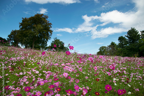 Wallpaper Mural 秋桜 Torontodigital.ca