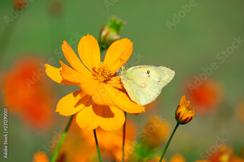 蝶と花 © kanako