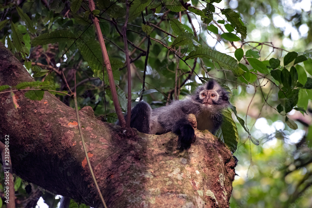 Fototapeta premium Thomas Leaf Monkey