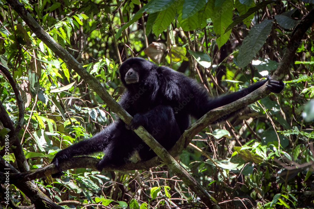Obraz premium Siamang