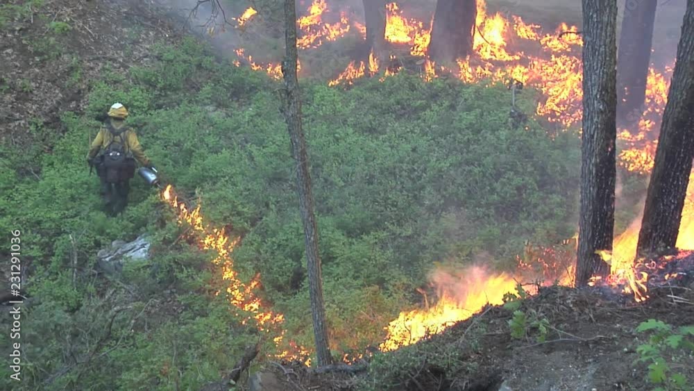 Firefighter starting back fire with drip torch thru heavy bushes