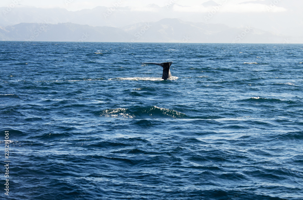 Sperm whale tail in Kaikoura, New Zealand