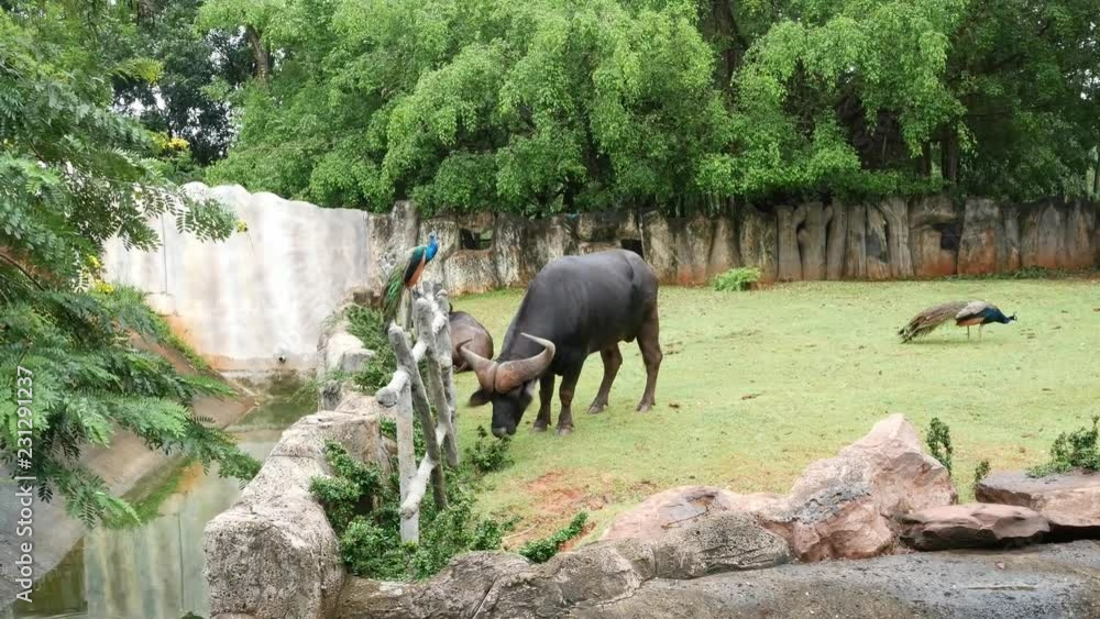 The big buffalo is eating grass in the garden. The big buffalo is eating grass in the garden.