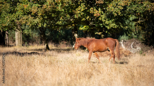 Beautiful portrait of New Forest pony in Autumn woodland landscape with vibrant Fall color all around © veneratio