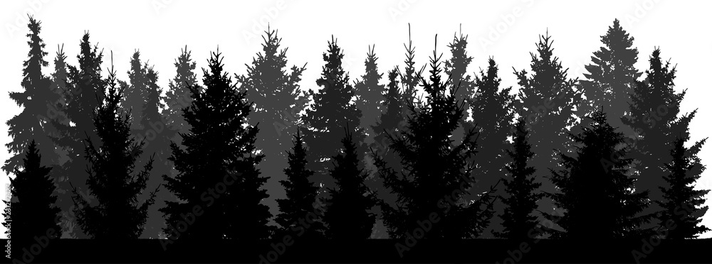 Naklejka premium Sylwetka lasu (jodły, świerk) na białym tle. Ilustracji wektorowych.