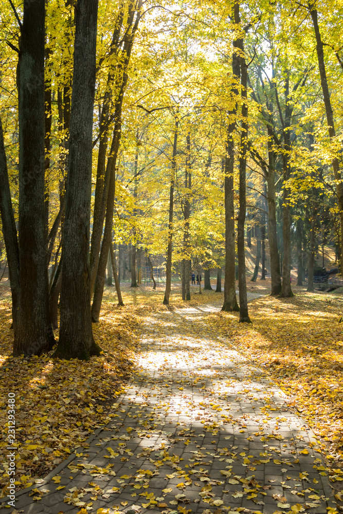 Fototapeta premium Jesienny krajobraz. Droga w jesiennym parku.