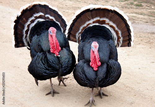 A pair of turkeys with beautiful plumage