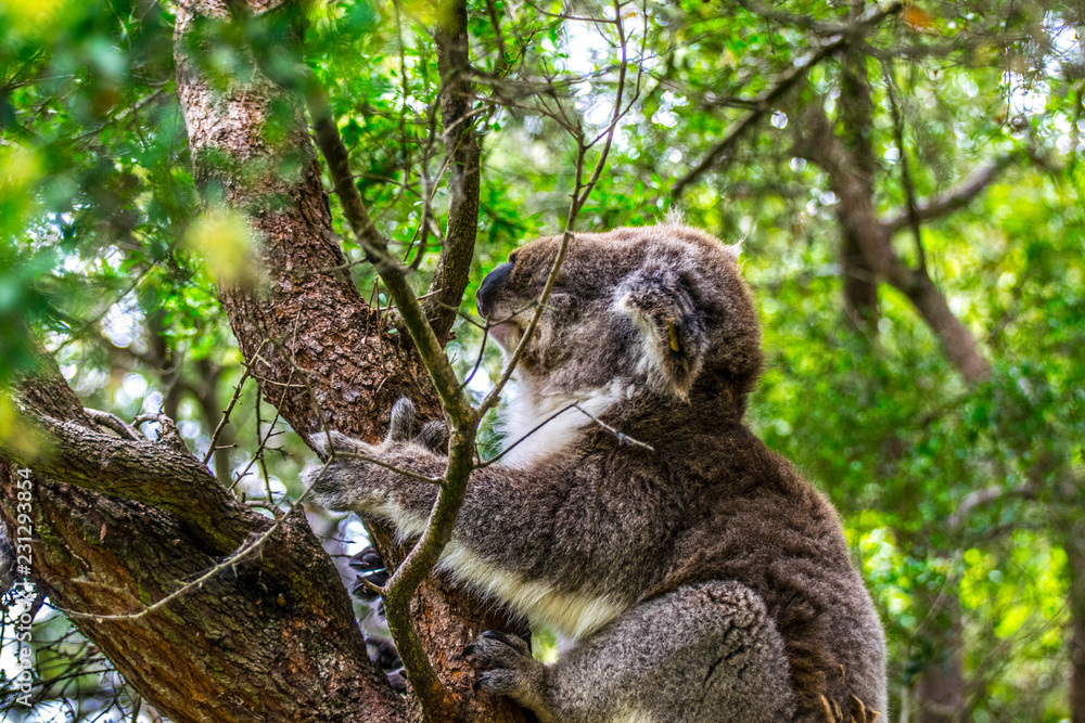 Fototapeta premium Koala In Tree