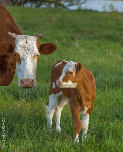 Calf in the meadow with mom. The calf on the river bank grazes with a cow. Pets, cow in pasture.
