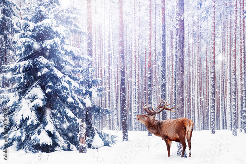 Noble deer in a winter fairy forest. Snowfall. Winter Christmas holiday image. Winter wonderland. © delbars
