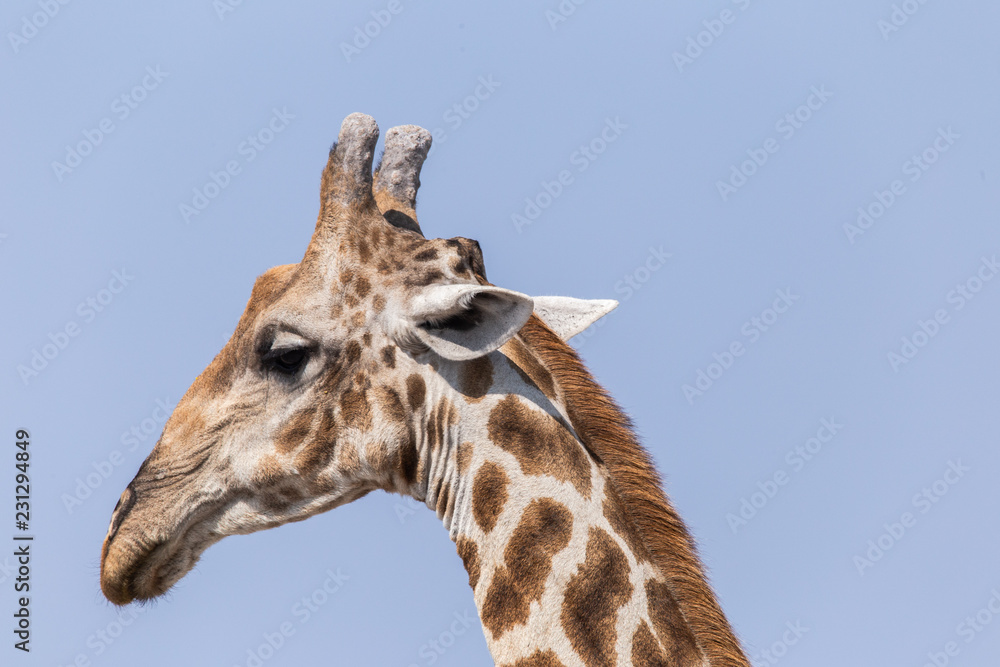 Giraffe - Characterstudie Giraffe - Characterstudie