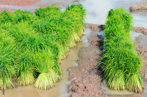 Bundle rice seedlings are immersed in water to prepare for planting. © Aerawan