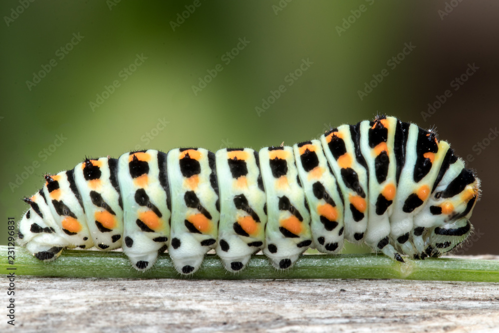 Swallowtail caterpillar on a stick parallel with focal plane Swallowtail caterpillar on a stick parallel with focal plane
