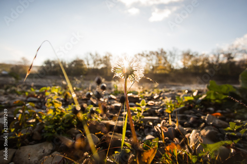 one dandelion covered with dew among the stones and grass in the early autumn morning in the light of the sun
