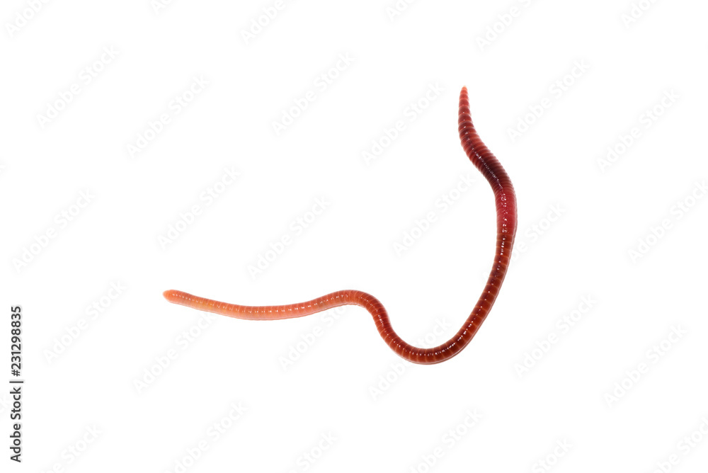 worm on a white background worm on a white background