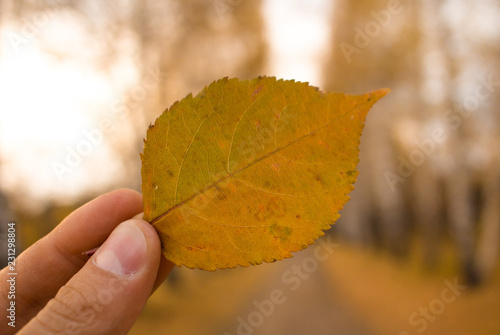 Hand holds yellow leaf on autumn alley trees background. Autumn season composition in forest.