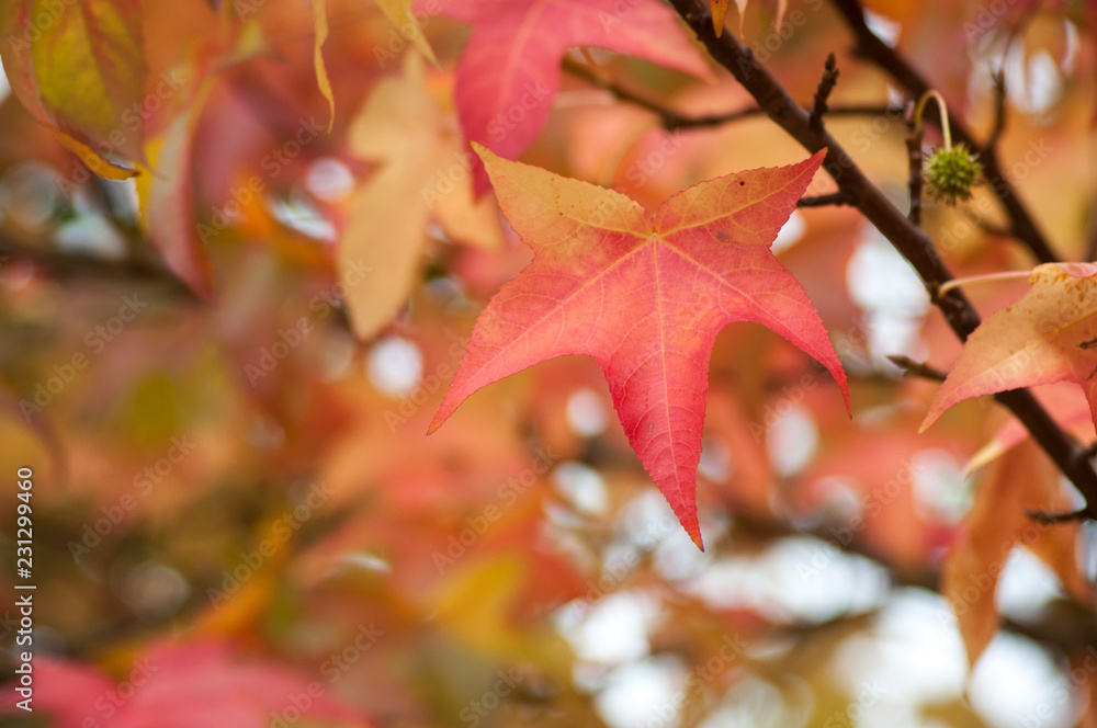Fototapeta premium closeup of autumnal maple leaves in a public garden
