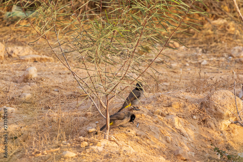 Pair of white-spectacled bulbuls in desert