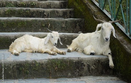 white goats 