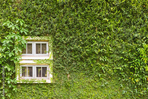 Fototapeta Naklejka Na Ścianę i Meble -  white window on green wall with climbing plant background