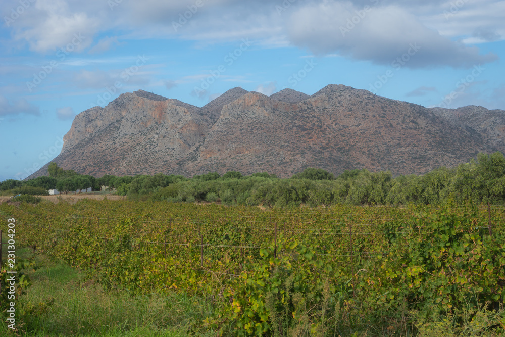 Hania, Crete - 09 26 2018: Akotiri Peninsula. The vines at the edge of the hill