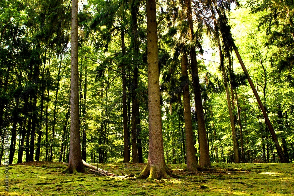 Obraz premium drzewa w lesie