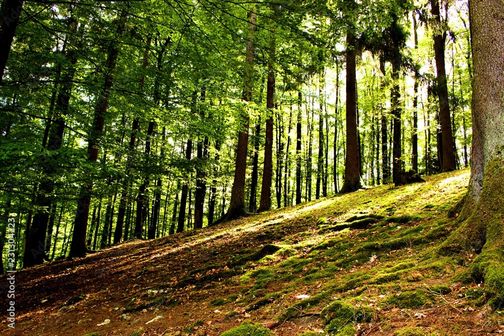 Fototapeta premium trees on the hill bright sunny background