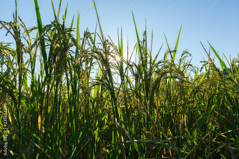 sun shining through with rice field in the morning. sun shining through with rice field in the morning.