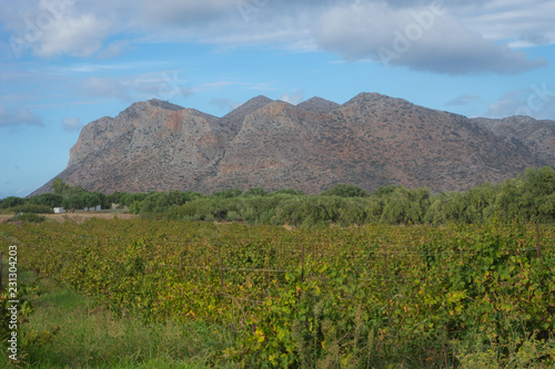 Hania, Crete - 09 26 2018: Akotiri Peninsula. The vines at the edge of the hill photo