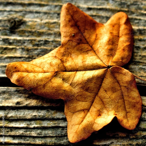 dry oak leaf on white background