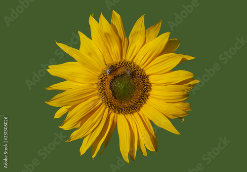 Fototapeta Naklejka Na Ścianę i Meble -  Yellow sunflower and bees.