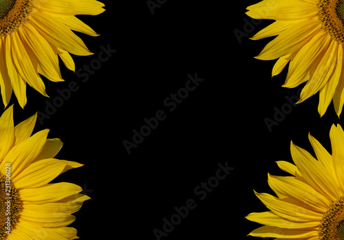 Fototapeta Naklejka Na Ścianę i Meble -  Part of sunflowers composition.