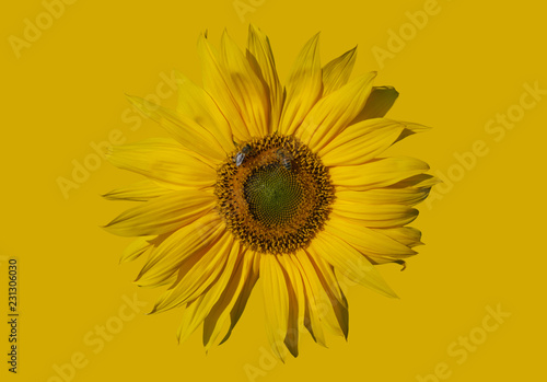 Fototapeta Naklejka Na Ścianę i Meble -  Yellow sunflower and bees.