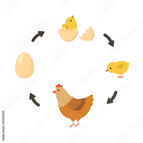 Life cycle of the chicken. Vector illustration