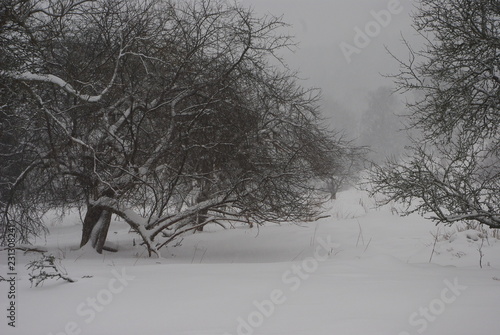 Opuszczone sady w Beskidach photo