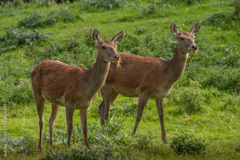 Zwei Rothirsch-Kühe (Cervus elaphus) Zwei Rothirsch-Kühe (Cervus elaphus)