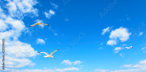 Seagulls flying in the blue sky with clouds.