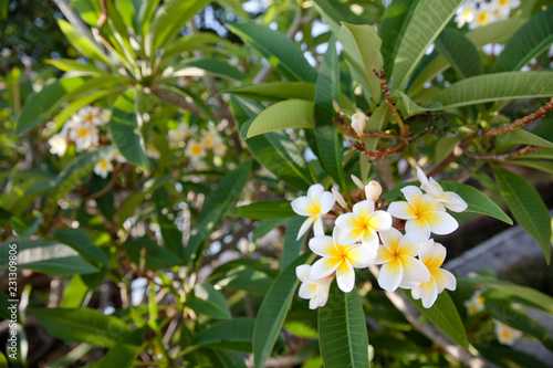frangipani tree with white flowers