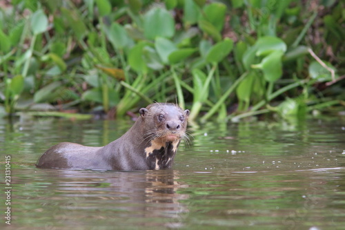 Giant Otter in the Pantanal
