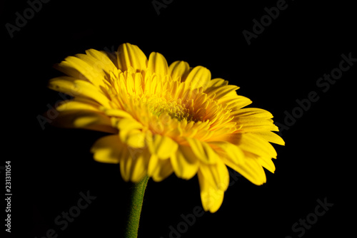 Yellow gerbera flower, Astarale, floral background.