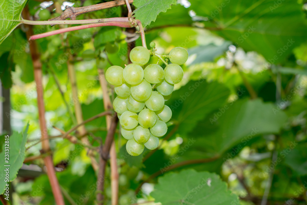 Bunch of Muscat grapes on a background of green leaves Bunch of Muscat grapes on a background of green leaves