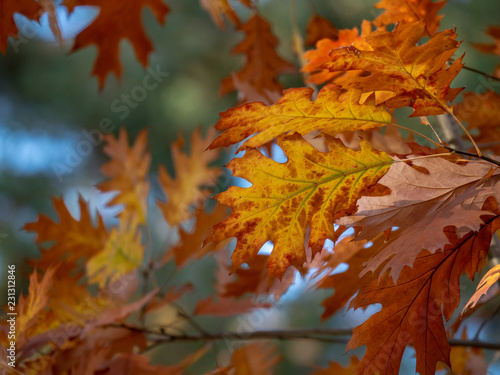 Autumn oak leaves. Autumn leaves closeup. 