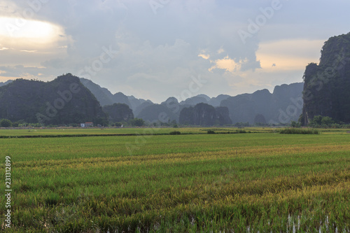 rice fields with the karst mountains in ninh binh  vietnam