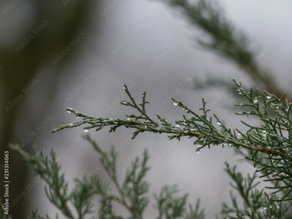 Raindrops on the tree. Macro photo of rain drops. Raindrops on the tree. Macro photo of rain drops.