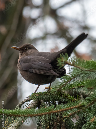 Blackbird on the tree. Thrush on the tree.